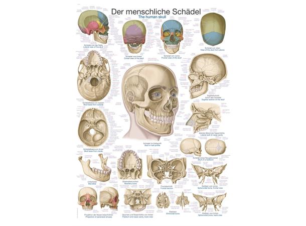 Plakat The Human Skull 70 x 100 cm Plast